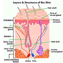 dermis epidermis